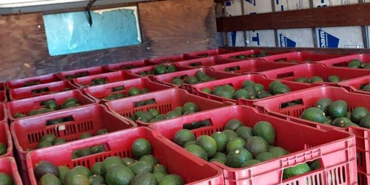 Mexico’s Avocado Sector Gears Up for the Big Game Day