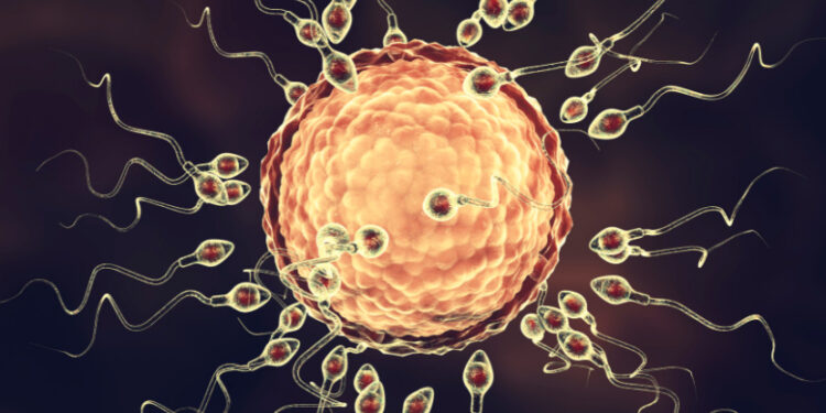 Computer Models Uncover Fertilization Dynamics at the Moment of Conception