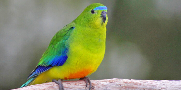 Resilient Critically Endangered Bird Makes a Remarkable Comeback