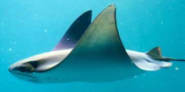 Enigmatic Case of Solitary Pregnant Stingray Mystifies Scientists: ScienceAlert