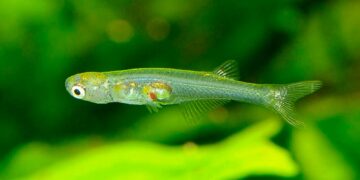 Remarkable Discovery: Miniature Fish Emits Sounds Comparable to a Jackhammer | Science & Technology Insights
