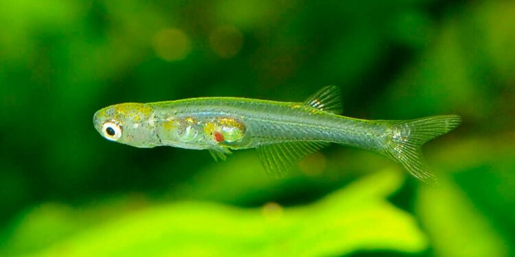 Remarkable Discovery: Miniature Fish Emits Sounds Comparable to a Jackhammer | Science & Technology Insights