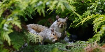 The Superior Gut Microbiome of Grey Squirrels May Explain Their Domination Over Red Squirrels