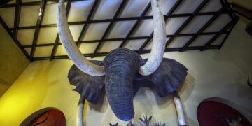 UN Report Highlights Declining Populations of Global Migratory Species