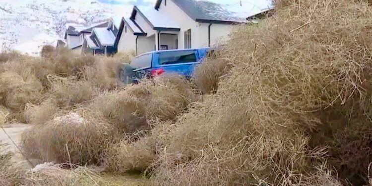 Gigantic Tumbleweeds Engulf Utah Homes and Vehicles in Chaos