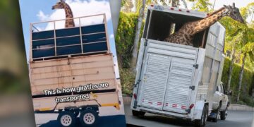The Intricacies and Dangers of Giraffe Transportation
