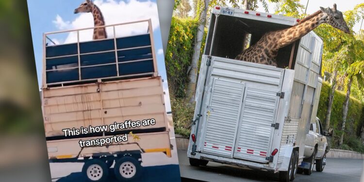 The Intricacies and Dangers of Giraffe Transportation