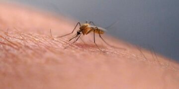 Experts Alert: Mosquito-Transmitted Diseases Could Affect Majority of Global Population