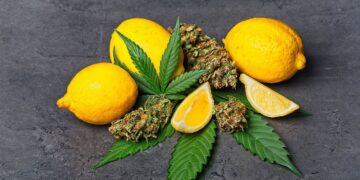 Is Citrus-Flavored Cannabis the Key to Less Anxiety? New Research Suggests Yes