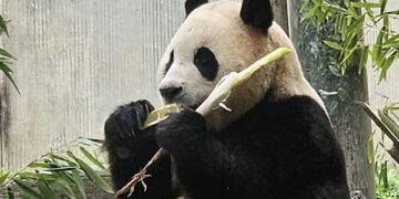 Recent Updates on Fubao: South Korean Fans Show Interest in Panda’s Life in China