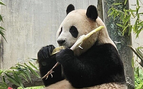 Recent Updates on Fubao: South Korean Fans Show Interest in Panda’s Life in China