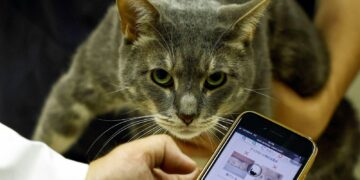 Innovative AI Application Diagnoses Pain in Cats Through Facial Recognition | Latest in Science and Technology