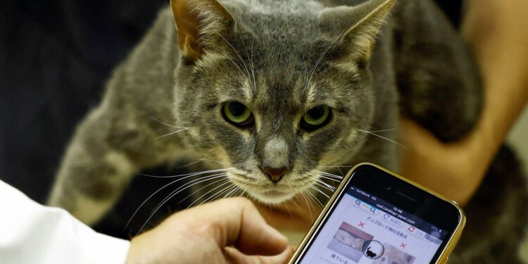 Innovative AI Application Diagnoses Pain in Cats Through Facial Recognition | Latest in Science and Technology