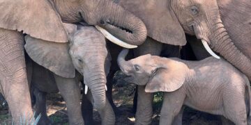 Discovery Reveals Elephants Use Personal Nicknames in Communication
