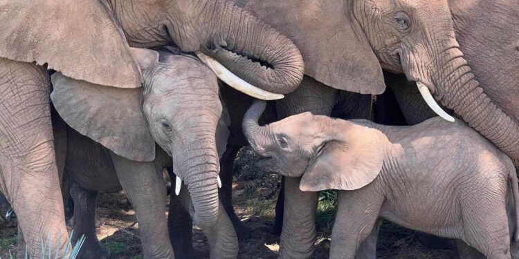 Discovery Reveals Elephants Use Personal Nicknames in Communication
