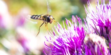 Scientists Discover a Remarkable Insect Migration Superhighway in Europe | Research Highlights