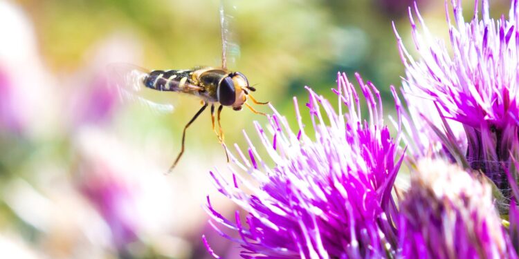 Scientists Discover a Remarkable Insect Migration Superhighway in Europe | Research Highlights